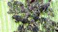 Aphis (Aphis) craccivora